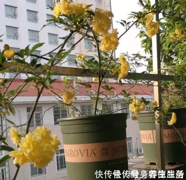 黄木香|养花，就养“3盆花”，花量特别大，一棵繁殖多棵，人见人爱！