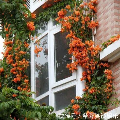 她家院子里开满了花，像一个小花园，好想去赏花，真美！