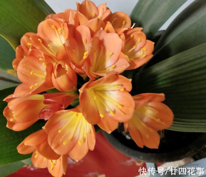 4月给君子兰翻盆，3事不做白费劲，整年长势受影响