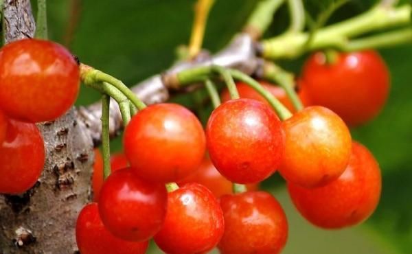 香蕉|怀孕后,这4种水果要多吃,对自己和宝宝都有好处