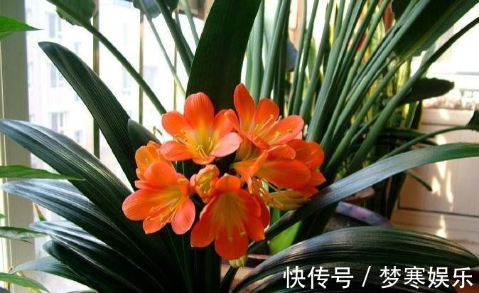 “翩翩”君子兰总是烂根土壤里撒点“它”,肉根白胖不腐烂