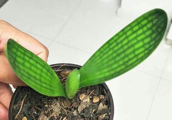 养君子兰用个窍门，不花钱也能种出十盆绿油油、开花多的君子兰