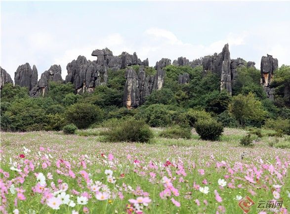 乃古石林波斯菊花海太美 要晒晒美图抖抖草 粉紫色