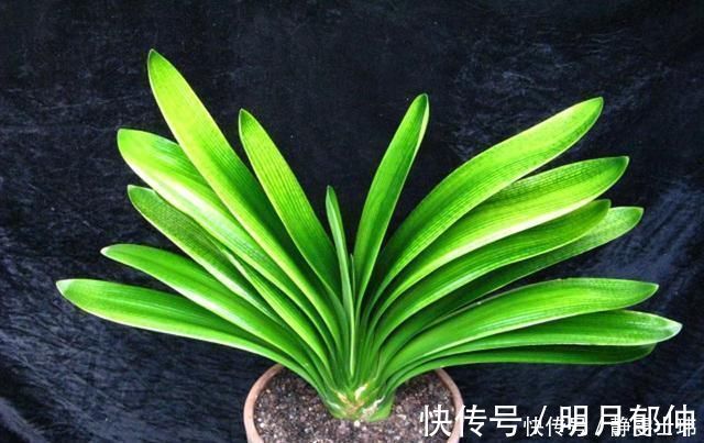 花芽|这种“小东西”给君子兰浇一点,花芽更多,叶子绿的“直冒油”