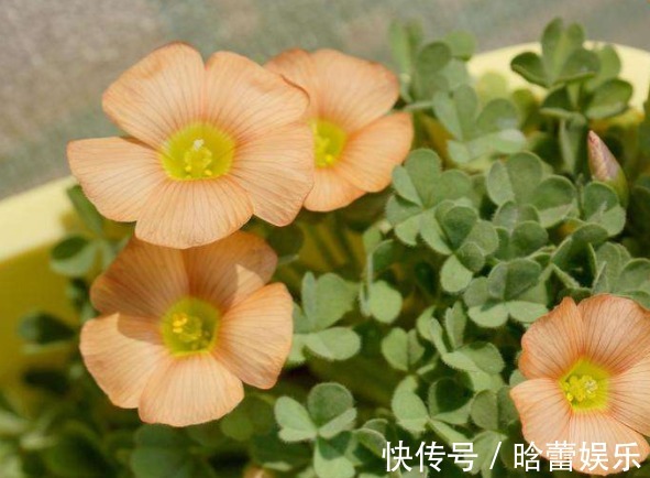 有种花叫“养不死”,年年不用管,花开绚烂,养花杀手必备!