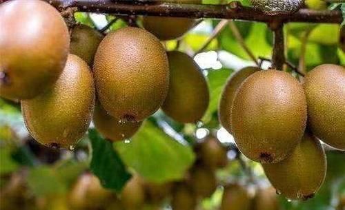 李医师|中年人爱美,平时吃的食物,提高肤色,延缓衰老,吃了变年轻