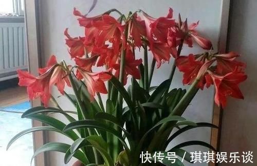 养4种植物得会修剪,越舍得下狠手,植株就长得越旺开花越多