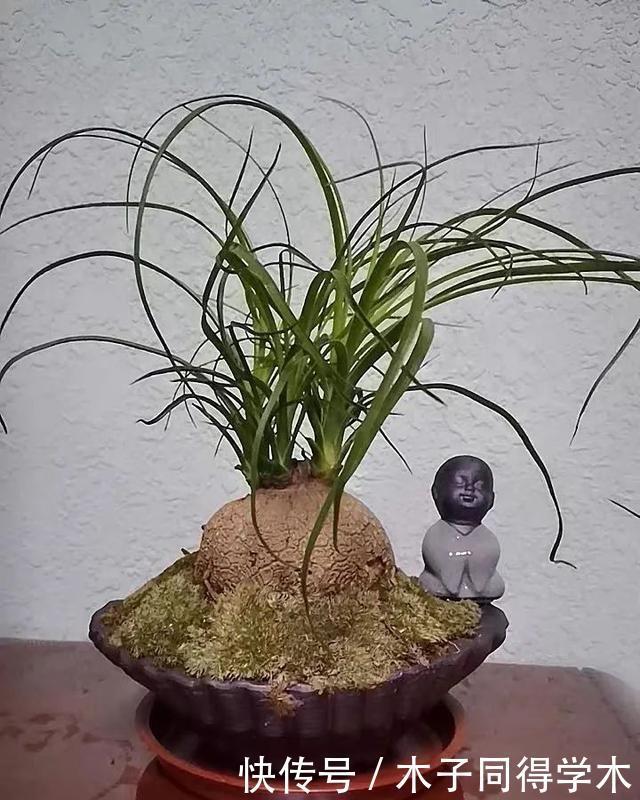 客厅养花就选这六种,寿命长、寓意好,省心又好养,你家养了几种