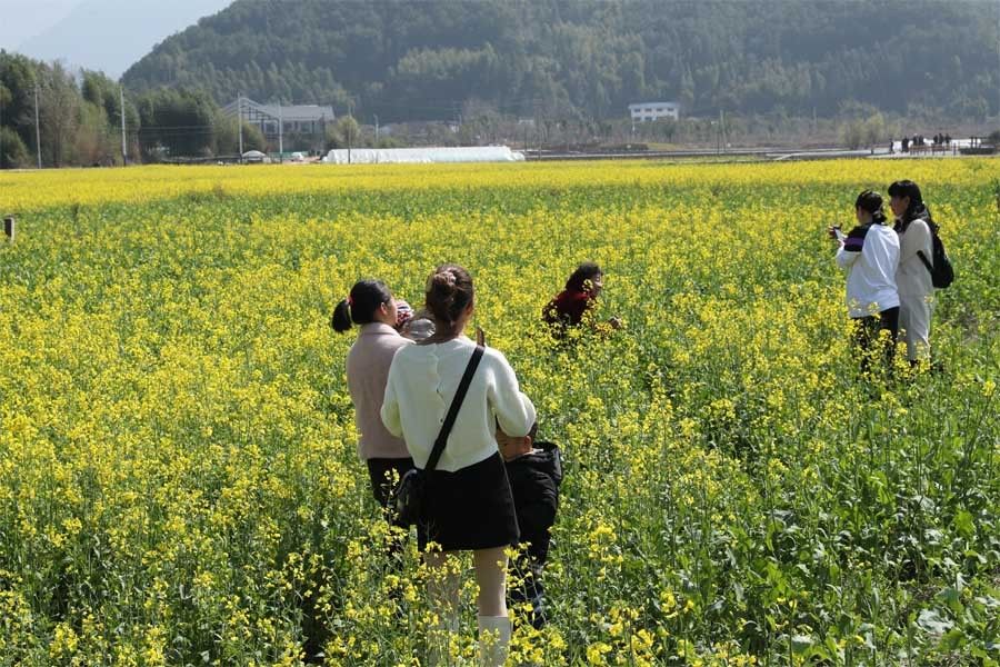 老年|醉美春色！福建武夷山500亩油菜花开景如画