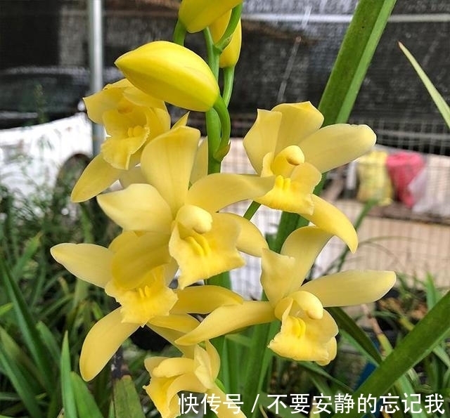 绿萝|放弃绿萝吧,这款花色“金黄”,香味浓郁的兰花才最值得入手!