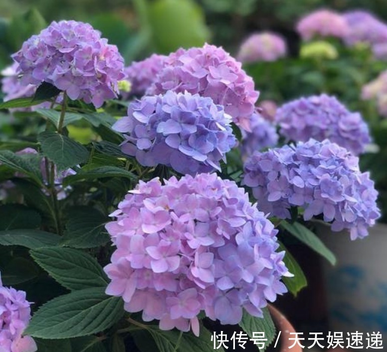 风油精风油精|养花老生虫盆里放一物,没有一个虫,枝繁叶茂、开花多!