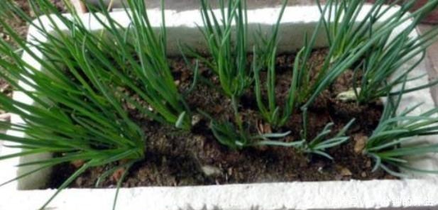 花盆种葱很简单,用1个技巧,一年四季郁郁葱葱,种阳台随吃随摘!