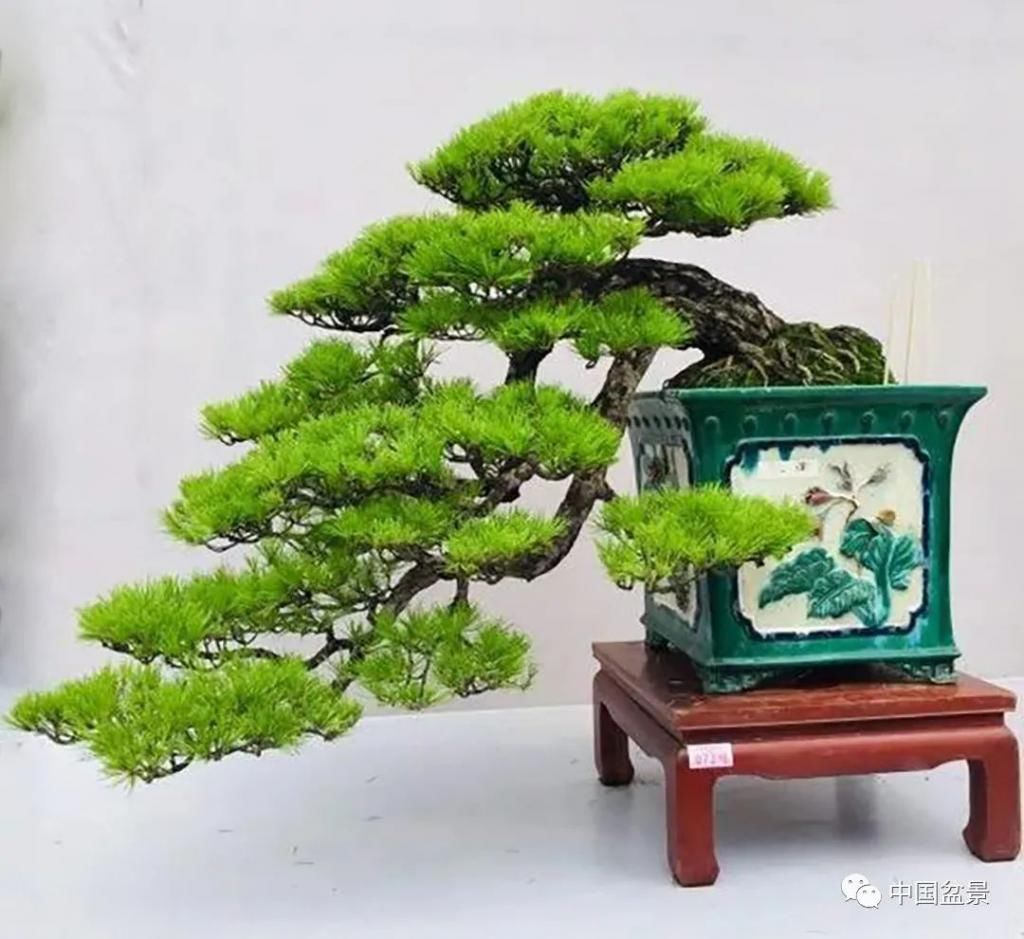  制作|盆景制作中的气、势、神、韵如何表现！静态和动态相结合是精髓