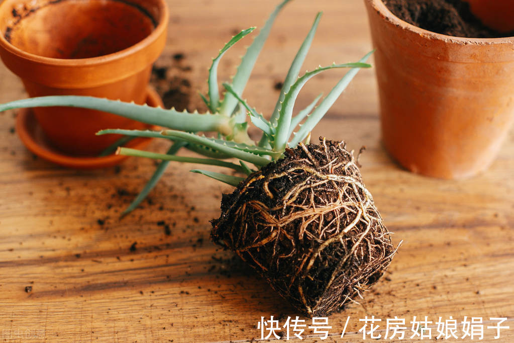 绿植|新手养花常犯的6大忌,占到4条以上就养不好花,不要犯这些错误