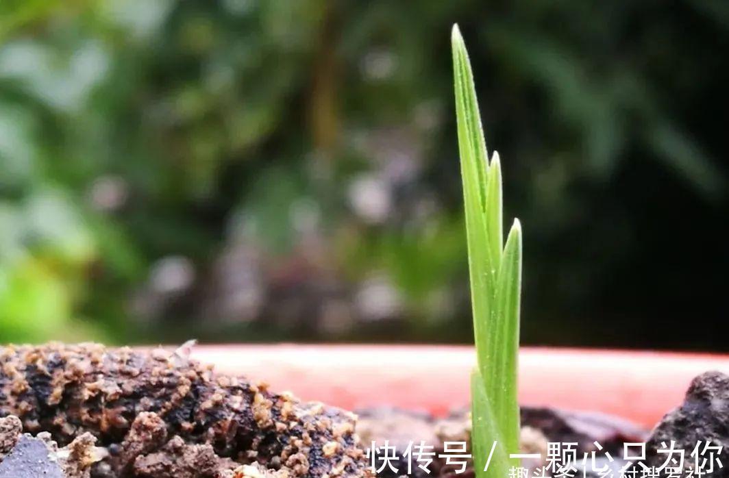 种植单苗兰花,怎样才能快速成活?给它找个伴,春兰和蕙兰都适用