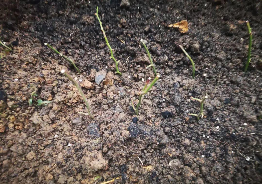 这几种花，要是秋天不扦插，错过就等1年