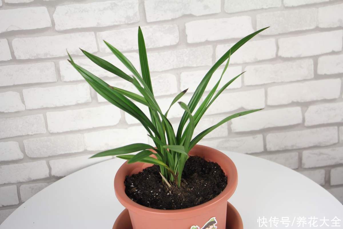 报岁兰|兰花品种多,中国兰花五大品种,你知道吗?