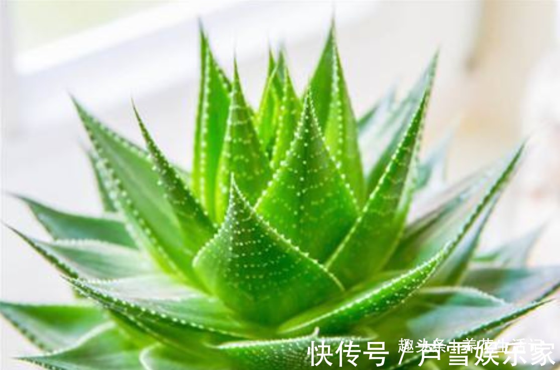 浇水|家中养芦荟,做好这“3点”后,新芽蹭蹭往外冒,叶子爆盆观赏强