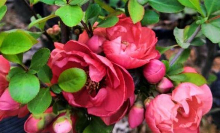 4种花漂亮又好养,比牡丹好看,一年都繁花似锦,看一眼就心醉