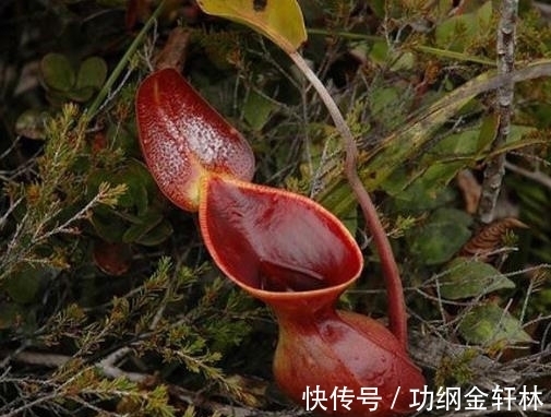 世界上最有趣的植物排名，面包树营养丰富，生石花圆润好看