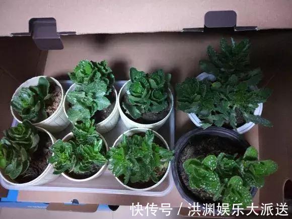 长寿花|长寿花用上3个小技巧,提前1个月开爆盆,花开不断聚成球!