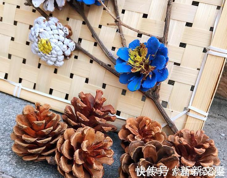 养花|松树有2宝,松果壳、松针,带回家养花,效果比花肥强