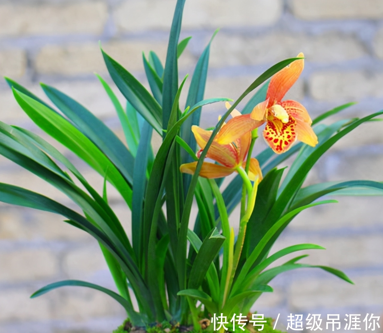 兰花|想让兰花早发芽,这“三位置”留点水,催出一圈苞,绽放层叠群兰