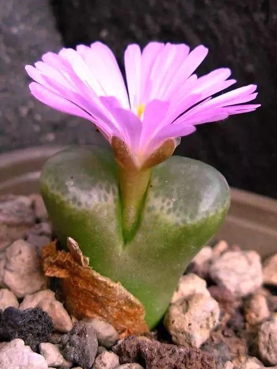  娇艳|石生花，绝美娇艳！