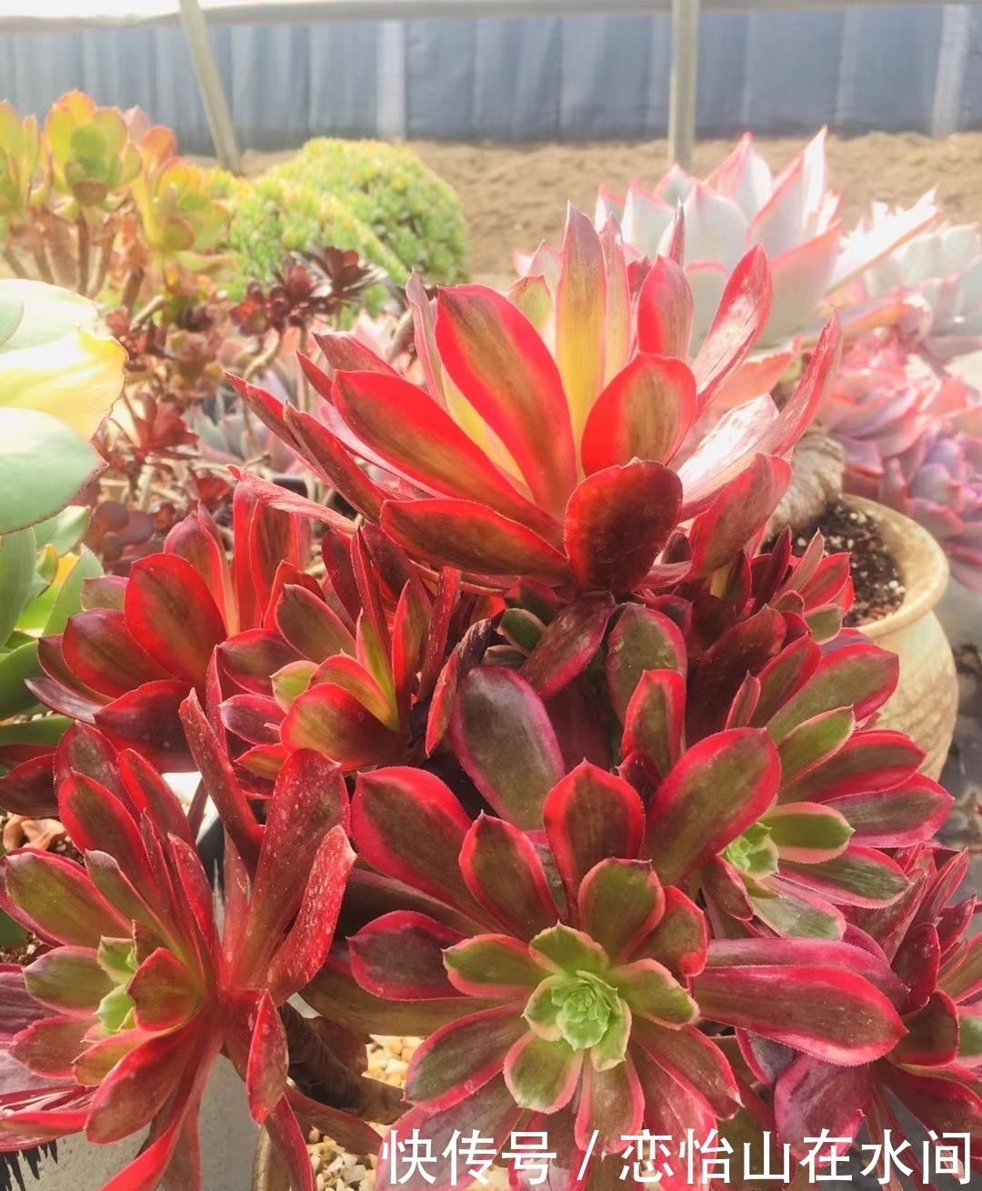 多肉不想“夏必死”,现在就要做准备,不然夏天只剩下空盆