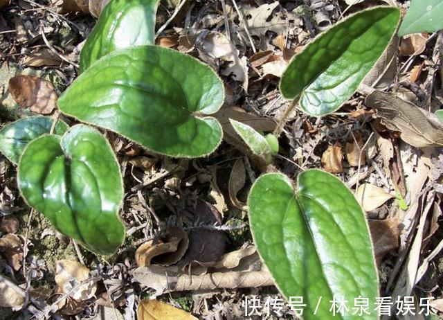 山上的1种“植物”，没有“1米高”，1斤却能卖“40元”，要珍惜