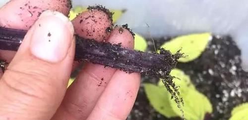  繁殖|买个保鲜盒扦插繁殖盆栽植物，成功率可以提高几倍
