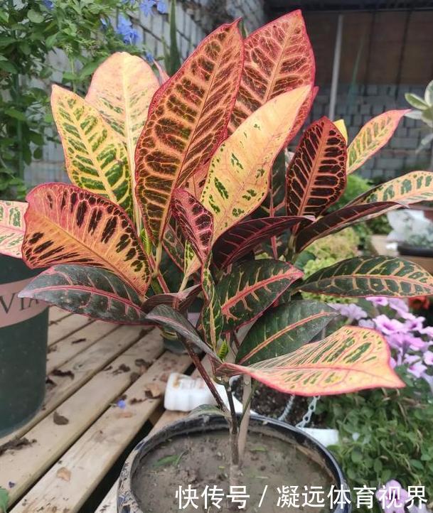 养花需谨记合理施肥，注意''3要素''，盆栽开花又大又漂亮