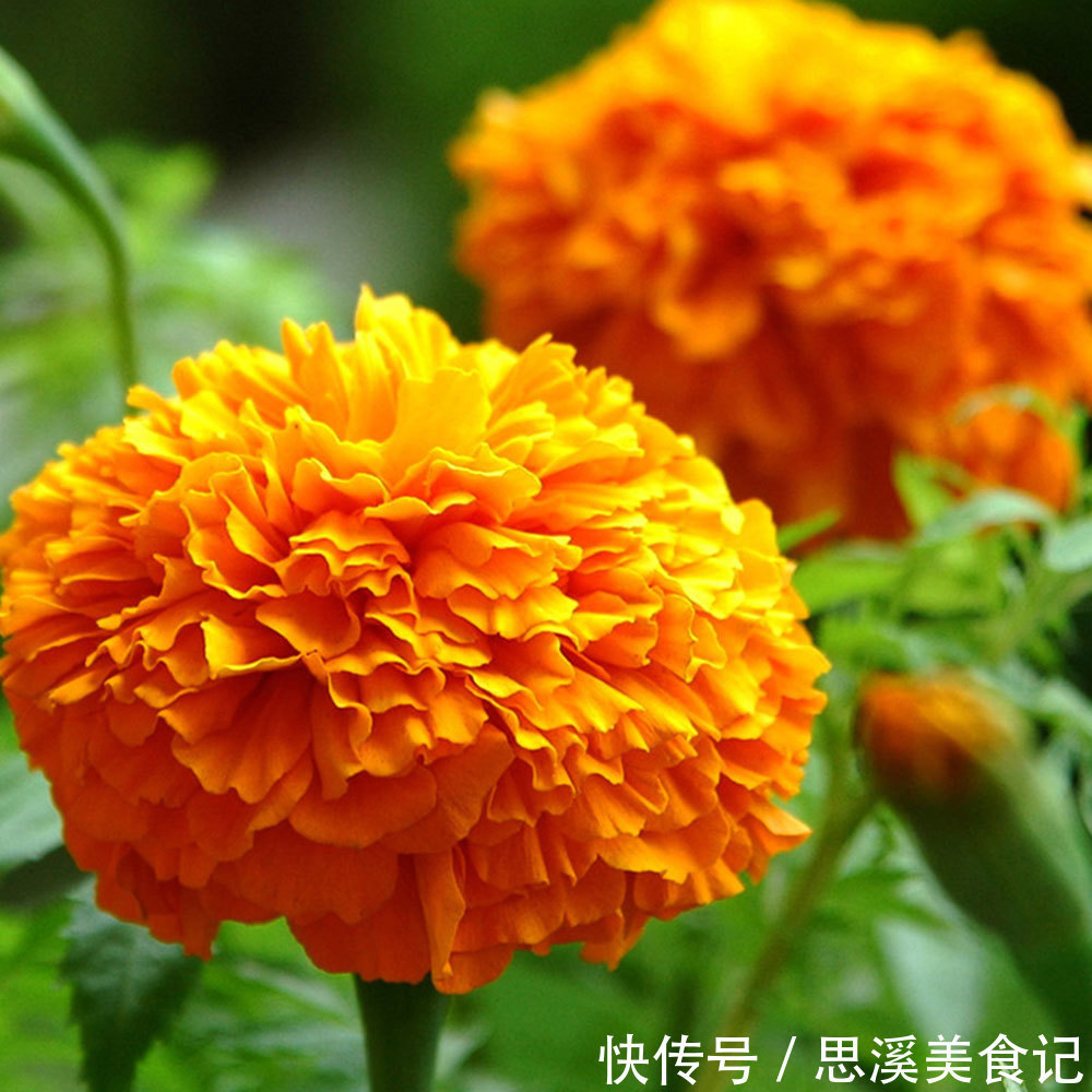 此花有着最为吉祥的寓意,花型还很大,常被用作花坛布景