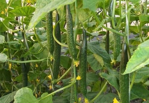 女性到了中年，不妨常吃3种食物，疏通血管，延缓衰老，排毒清肠