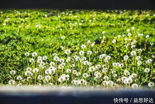 伊犁哈萨克自治州|新疆最美的草原，景色好看的一塌糊涂你去过几个