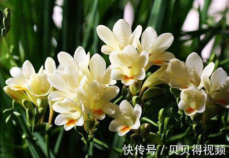 老祖宗说霜降家中摆上这3种“吉祥花”,佑家红红火火,吉祥如意
