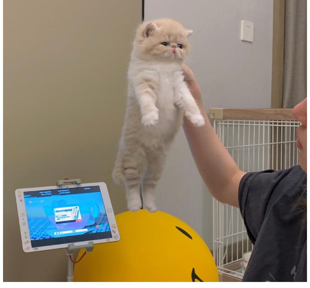 李思|李璐人靓风景美猫还可爱,网友直呼:什么神仙日常!