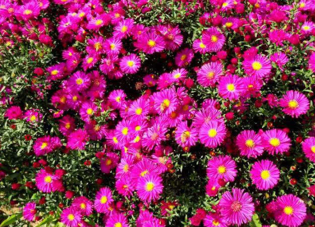 喜欢菊花吗那就养盆“荷兰菊”,花比叶多,冷热不忌,四季栽培