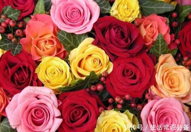玫瑰花,最美的“4种”,随便养一盆,比香水好闻,比牡丹更好看!