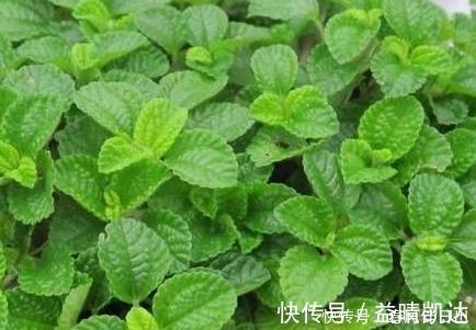 这三种绿植堪称二手烟的天敌,居家养一盆,空气清新健康无忧