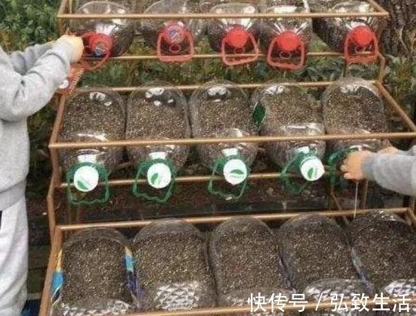 用塑料瓶、油桶做容器种植生姜，牢记处理要诀，食用、赏花不愁