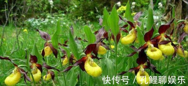 青藏高原|喜马拉雅山发现“鬼兰”,价值1600万,外形似青蛙个人不能买卖