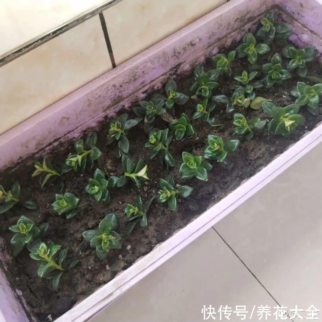 抗病、不招虫的天竺葵，屋里养一盆，开花一茬接一茬