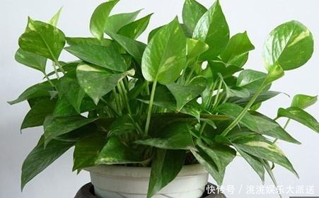 叶子|绿萝一到夏天就发黄抓紧修剪,还能重新长叶子!