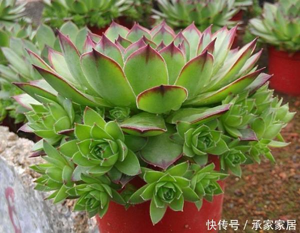 它被称为“最好养活的花”,一种就活,年年爆盆,一颗繁殖50棵