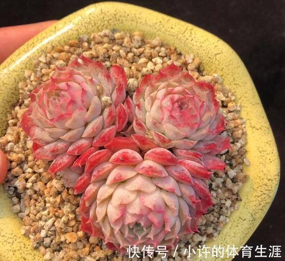 陶瓷盆不能养多肉?透气性差?都是谬论,养多肉跟花盆没关系