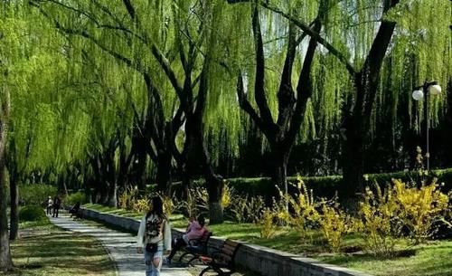 柳树枝用水泡多久能浇花生根？君子兰几月换盆好？