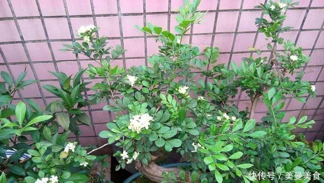 养九里香、栀子花,摆在这3处,黄叶掉花苞,养一盆死一盆