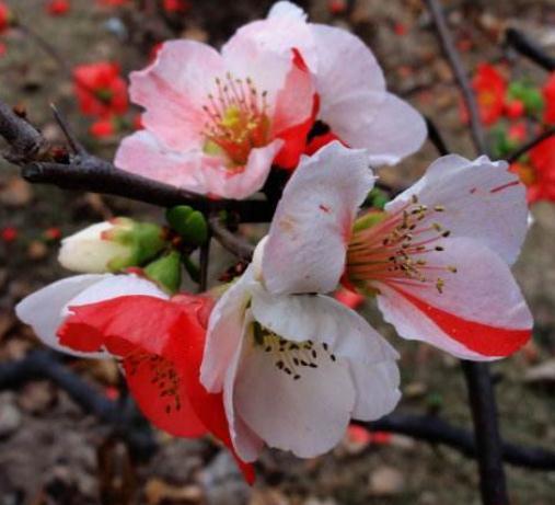 养海棠,就养“它”,一花有多色,花大、颜色亮,半年不管也开花
