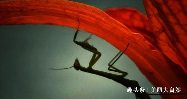 螳螂为什么被称为肉食昆虫之王 快资讯